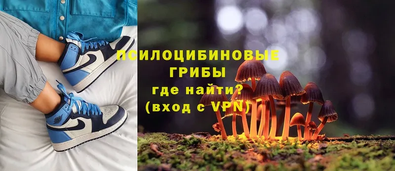 Псилоцибиновые грибы Cubensis  Туапсе 